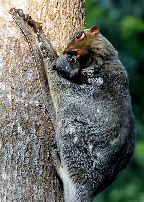 Flying lemurs are the only members of their order, Dermoptera. They ...