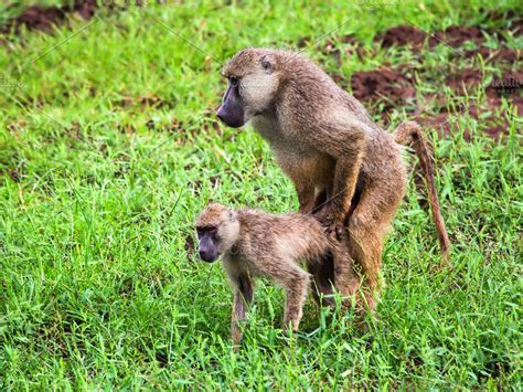 Baboon monkeys during copulation | High-Quality Animal Stock Photos ~ Creative Market