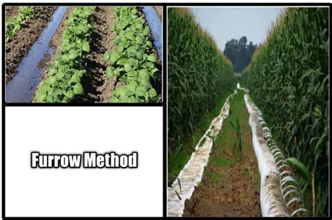 Furrow Method ,Methods of irrigation | Irrigation methods, Irrigation ...