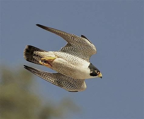 Falcon Images: Peregrine Falcon Horizontal Speed