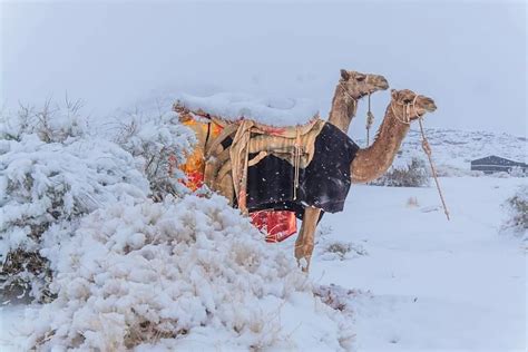 Sahara desert hit by icy blast and snow blankets parts of Saudi Arabia ...