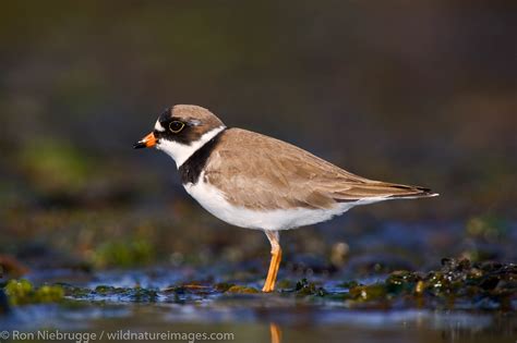 Semipalmated Plover | Chugach National Forest, near Seward, Alaska. | Photos by Ron Niebrugge