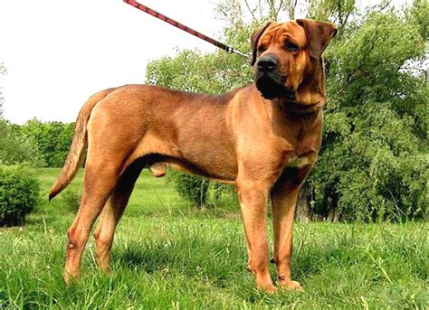 Tosa Inu - Breeders, Puppies and Breed Information | Large dog breeds, Dog breeds, Dangerous dogs