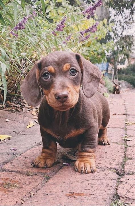 The Cutest Sausage Dog @threesnagrolls | Baby animals, Cute animals, Dogs