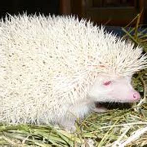 African Pygmy Hedgehog Fact Sheet | racinezoo.org