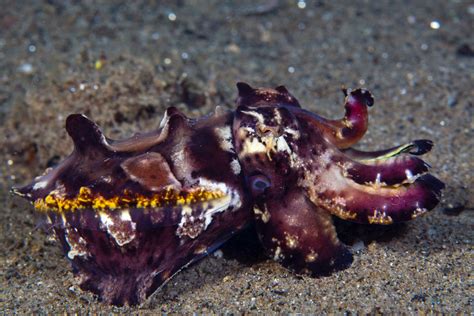 Flamboyant Cuttlefish and Blue-Ringed Octopus Facts - Owlcation