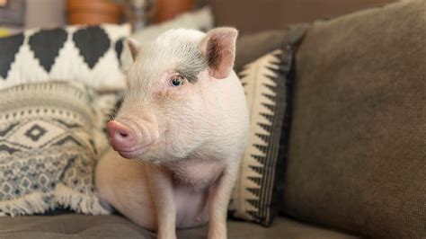 Things to Know Before Getting a Pet Pig