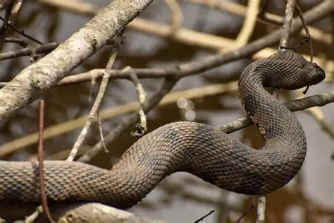 Brown Water Snake - Facts, Size, Diet, Pictures - All Animal Facts