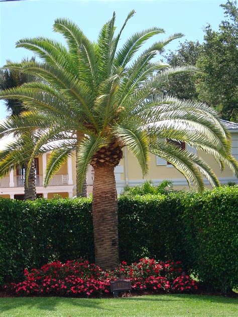 Plants and Palms that are Cold Hearty - Bongard Landscaping