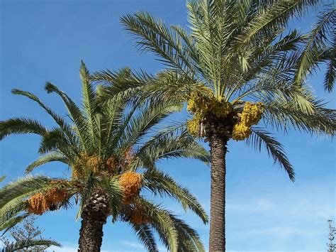 Free photo: Date Palm, Date, Palm, Tree, Fruit - Free Image on Pixabay ...