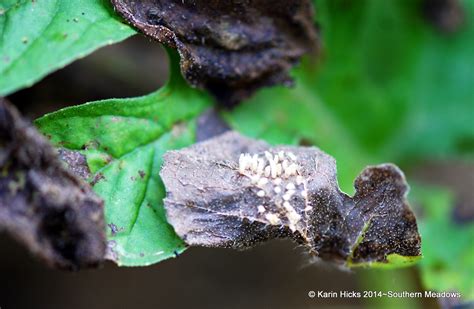 Controlling a Squash Beetle Invasion