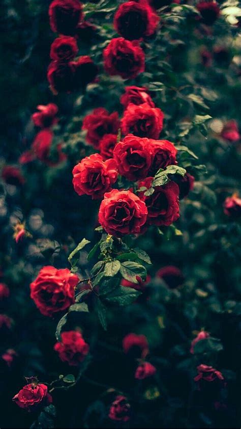 Rose iPhone 7 Wallpaper | iDrop News