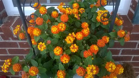Orange Lantana Flower Basket Free Stock Photo - Public Domain Pictures