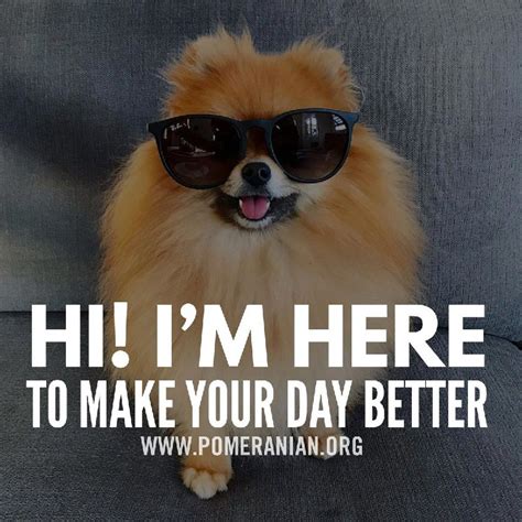 16 Best Pomeranian Dog Memes of All Time | The Dogman