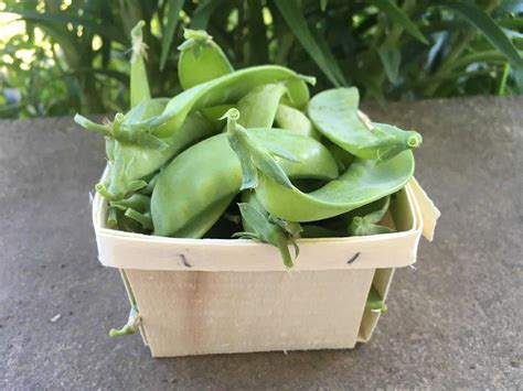 Snow Peas - Knuckle Down Farm