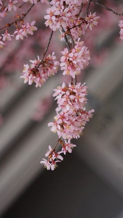 Hystar Blossom Photos, Download The BEST Free Hystar Blossom Stock Photos & HD Images