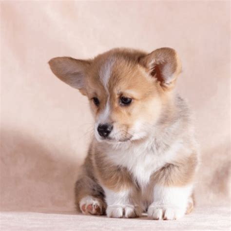 Miniature Corgi - Breed Profile & Information of Mini Corgis