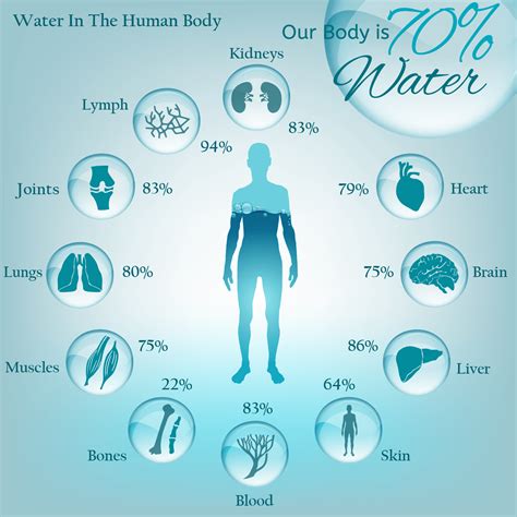 The Importance of Water To The Body - EPA Water Consultants