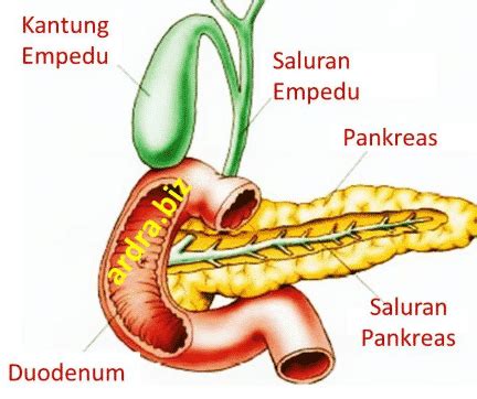 Organ Pankreas Adalah Penyusun Dari Sistem - Homecare24