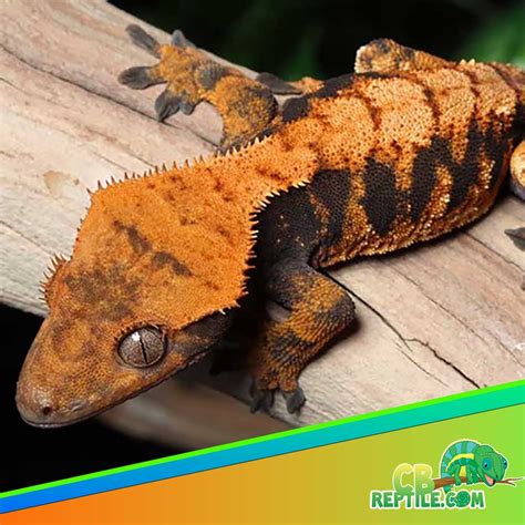 orange crested gecko for sale - Archives- CB Reptile | Geckos for sale ...