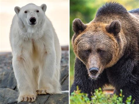 Brolar-Bear Hybrids Could Take Over Northern Siberia, Expert Warns