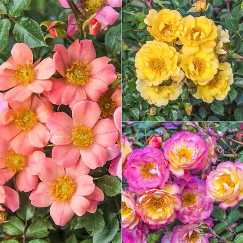 Ground Cover Rose Collection-Shrubs | Spring Hill Nurseries