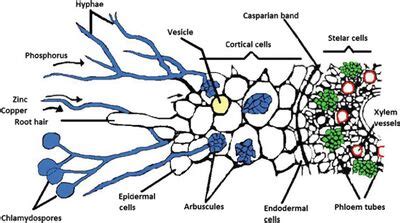 The Underground Network: Arbuscular Mycorrhizal Fungi - Sebastian Jones ...