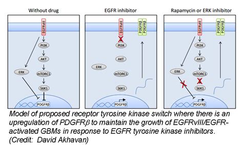 Receptor Tyrosine Kinase “Hijacking” in Glioblastoma | Sanguine Bio Researcher Blog