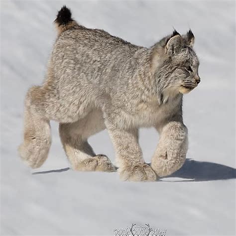 🔥 A lynx with some serious paws 🔥 : NatureIsFuckingLit