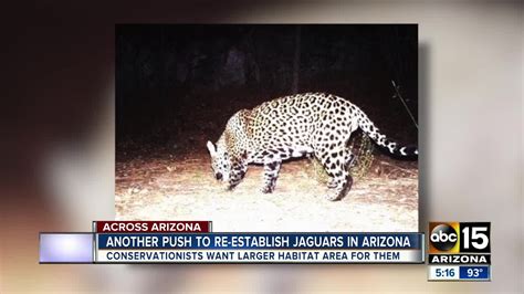 Known AZ jaguar shown dead in photo