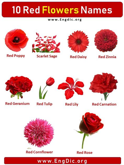 10 Red Flowers Names with Pictures