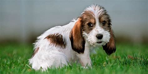 8 New Dog Breeds - Newly Discovered Dog Breeds