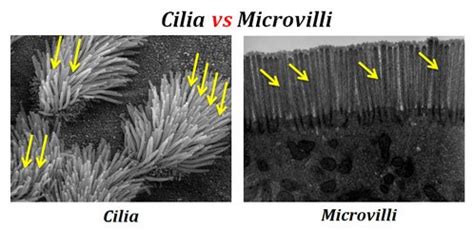 Difference between Cilia and Microvilli | EasyBiologyClass