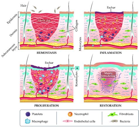 [DIAGRAM] Contusion Wound Diagram - MYDIAGRAM.ONLINE