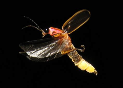 firefly bug side view | Firefly, Bugs and insects, Insect photos