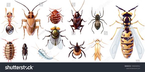 6,456 Household Pests Images, Stock Photos & Vectors | Shutterstock