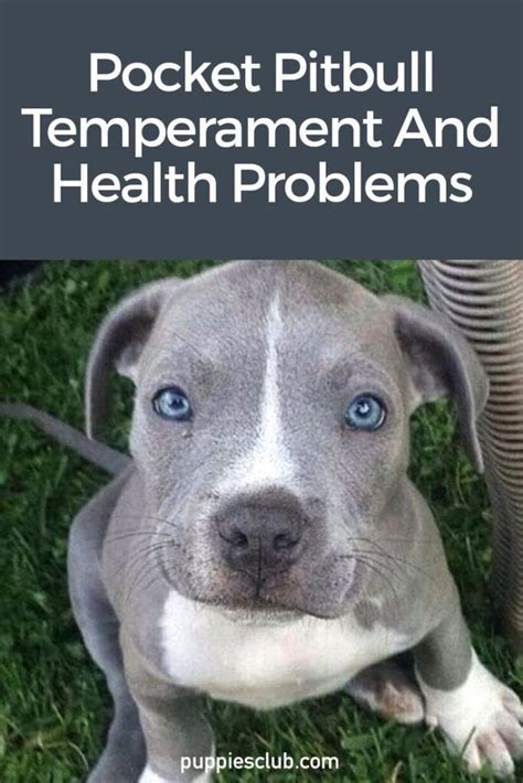 Pocket Pitbull Temperament And Health Problems 2024