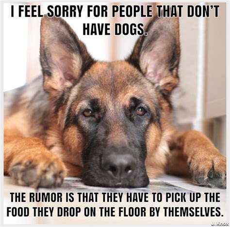 The German Shepherd Dog Jokes, Funny Dog Memes, Animal Jokes, Funny Animal Memes, Cute Funny ...