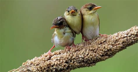 What’s a Baby Bird Called & 4 More Amazing Facts! - A-Z Animals