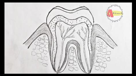 20 Easy Tooth Drawing Ideas - How to Draw a Tooth