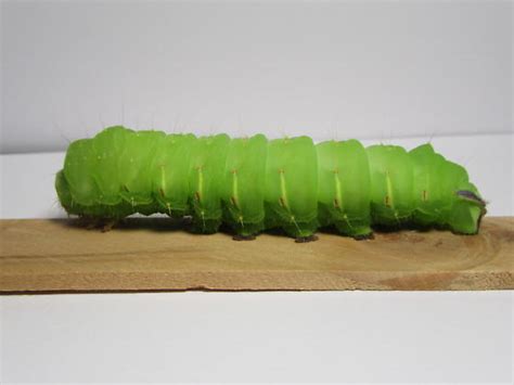 luna moth caterpillar - Hedge the book