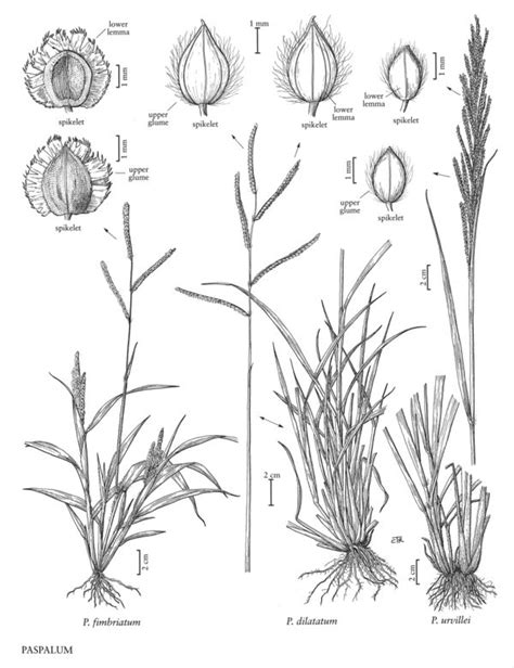 Paspalum fimbriatum - FNA