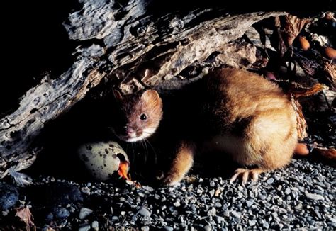 The menace of stoats | New Zealand Geographic