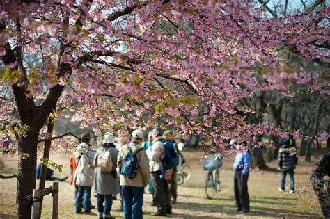 Free Stock photo of Yoyogi park cherry blossom | Photoeverywhere