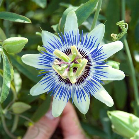 Gardens Alive! 12-oz in Pot Blue Passion Flower (Pasiflora) (Potted) at Lowes.com