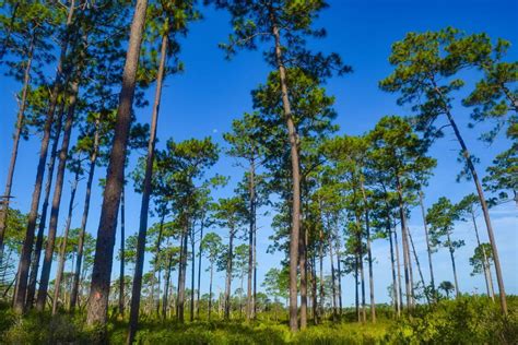 A Visit to Ocala National Forest • Authentic Florida