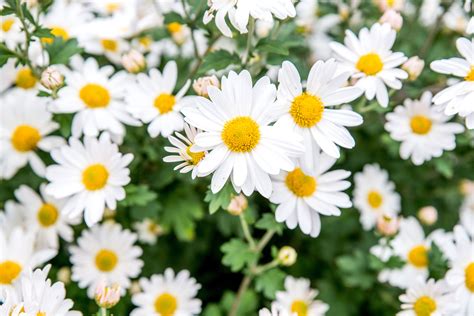 7 Species of Daisies for Your Flower Garden