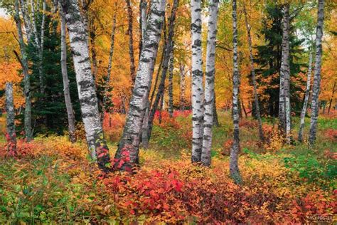 Incredible Tree Photography | Forest Nature Gallery | Max Foster ...