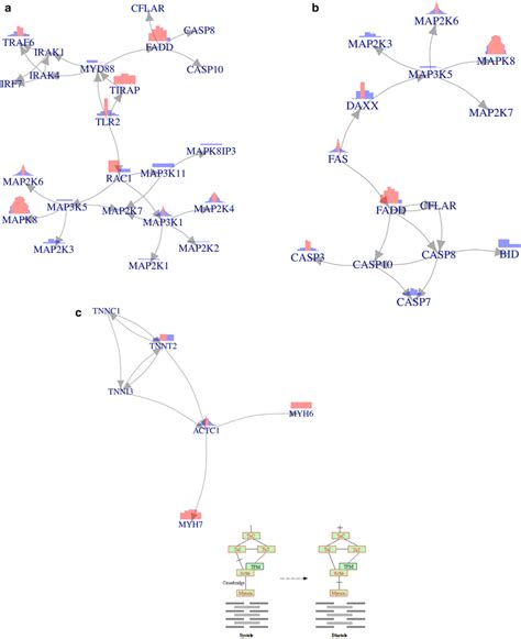 a Connected component starting from gene TLR2. Each bar corresponds to ...