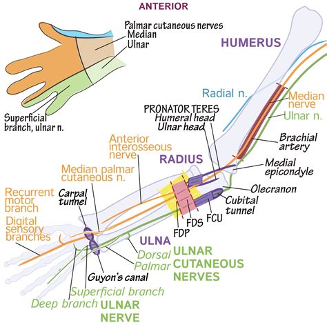 Neuroanatomy Glossary: Upper Limb - Nerve Anatomy | ditki medical & biological sciences